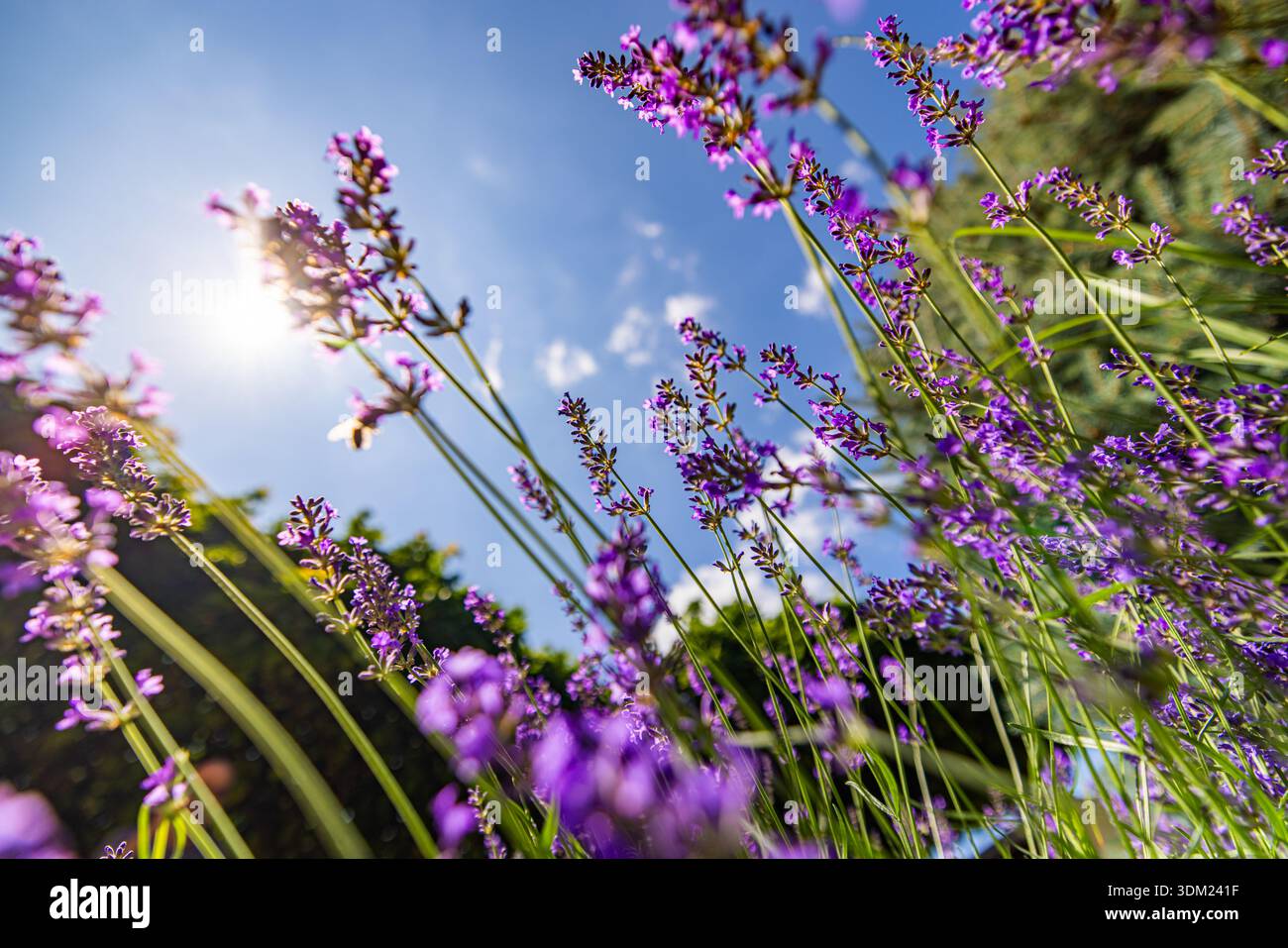 Splendida natura astratta primo piano fiori di lavanda che guardano al cielo blu soleggiato vibrante viola bellezza botanica floreale paesaggio estivo Foto Stock