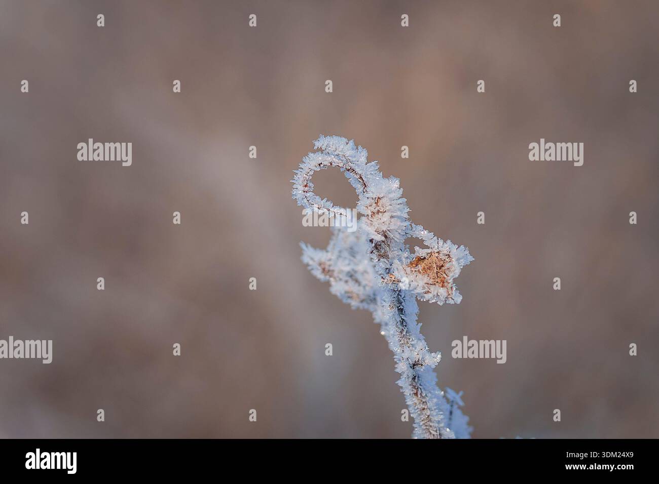 Delicati cristalli di ghiaccio che si formano su uno stelo di pianta essiccato su uno sfondo invernale morbido e sfocato. Macro invernale minimalista di una pianta congelata. Foto Stock