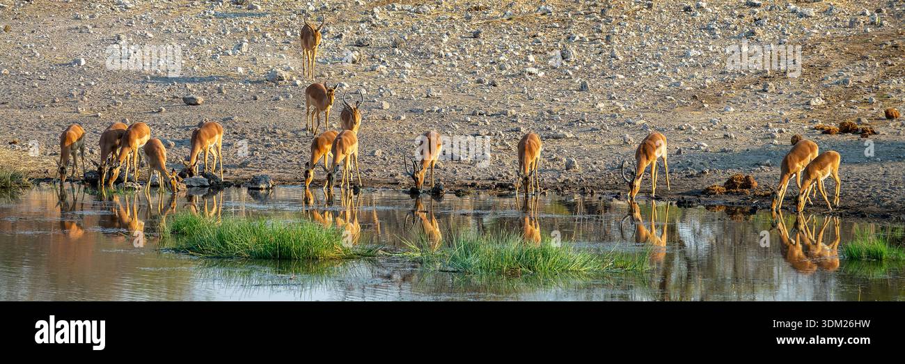 Fila di antilopi di impala in una pozza d'acqua, riflessi d'acqua, safari nella fauna selvatica e safari in Namibia, Africa Foto Stock
