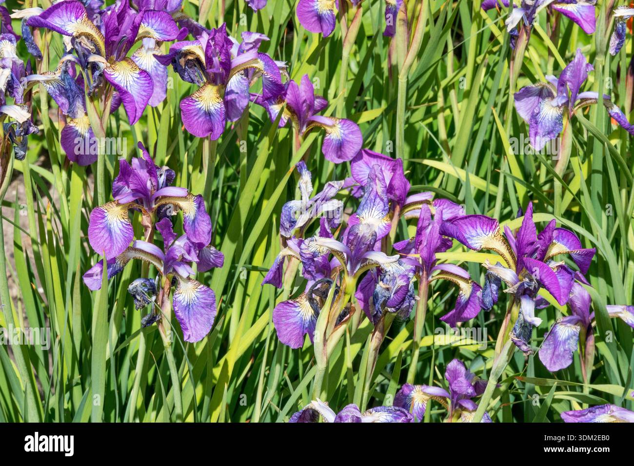 Iris sibirica "Sparkling Rose". Foto Stock