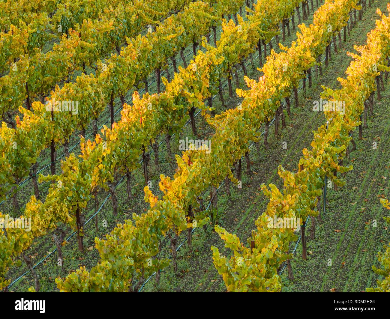 Filari di vigneti nella regione vinicola di Los Carneros (Carneros) vicino al confine con la contea di NapaCSonoma, California, USA, all'ora d'oro nel novembre 2025. Foto Stock