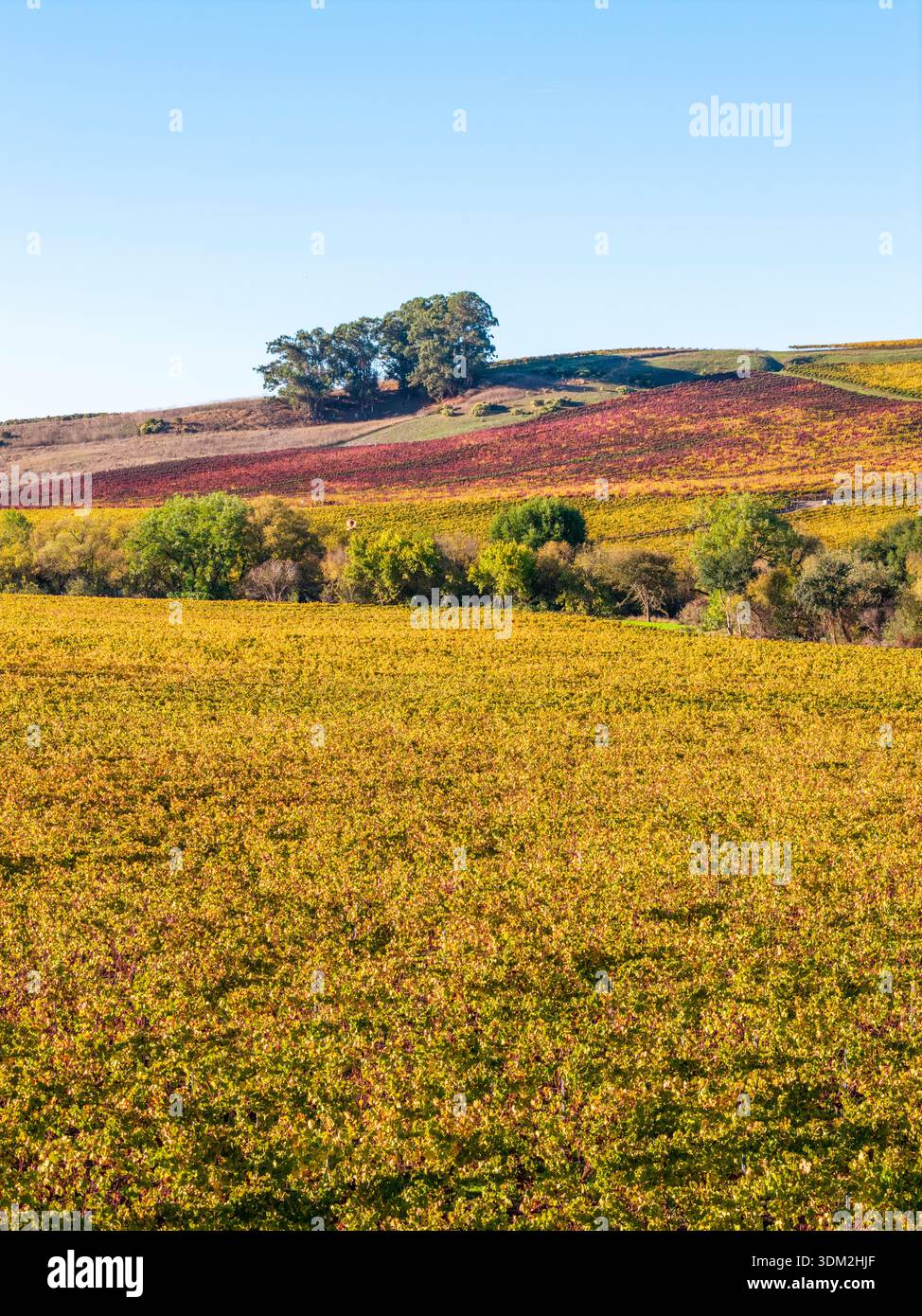 Filari di vigneti nella regione vinicola di Los Carneros (Carneros) vicino al confine della contea di Napa-Sonoma, California, USA, all'ora d'oro nel novembre 2025. Foto Stock