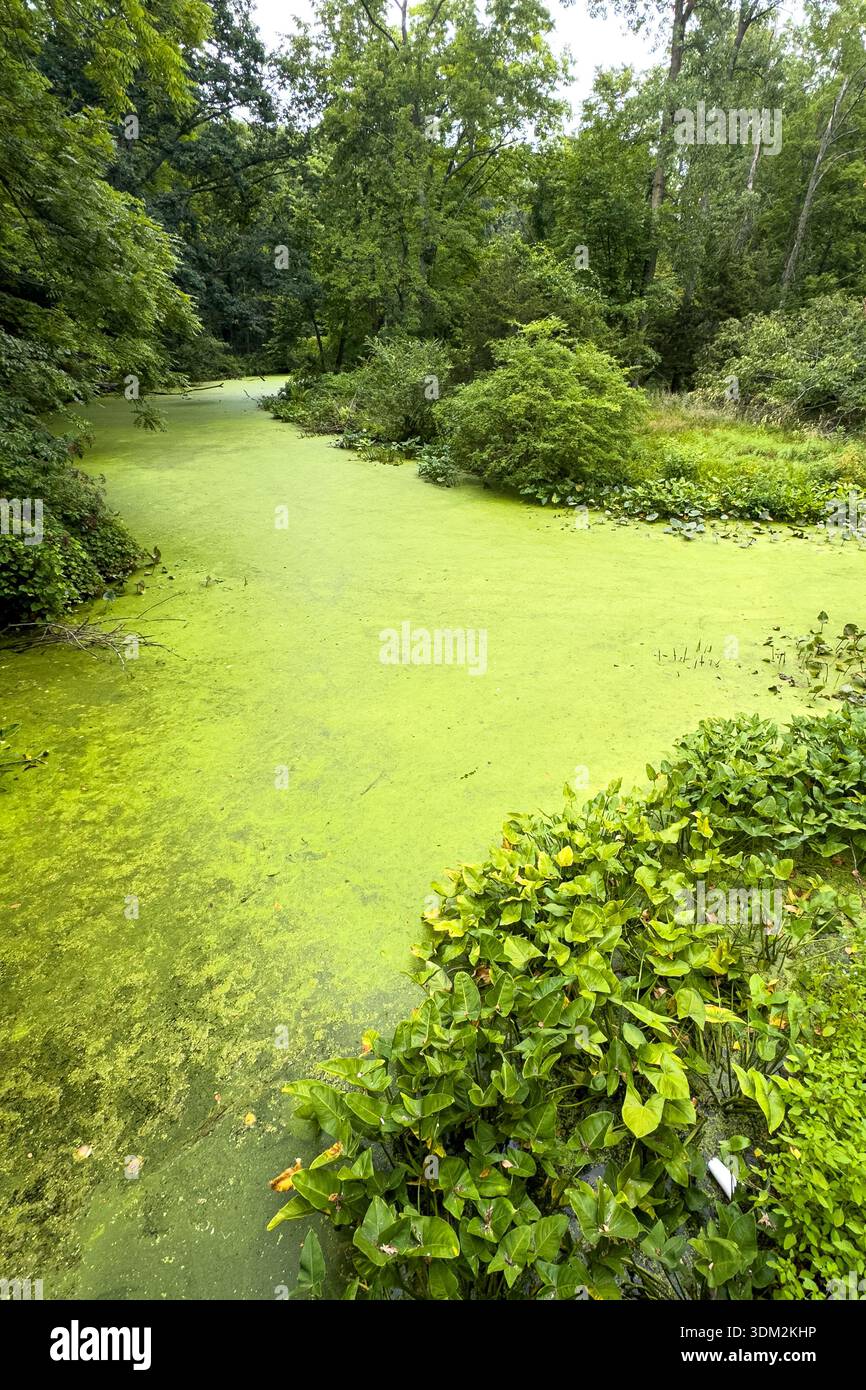 Una coperta di melma verde spessa e alghe copre completamente l'acqua in un ruscello, facendo sembrare l'acqua solida piuttosto che liquida. Foto Stock