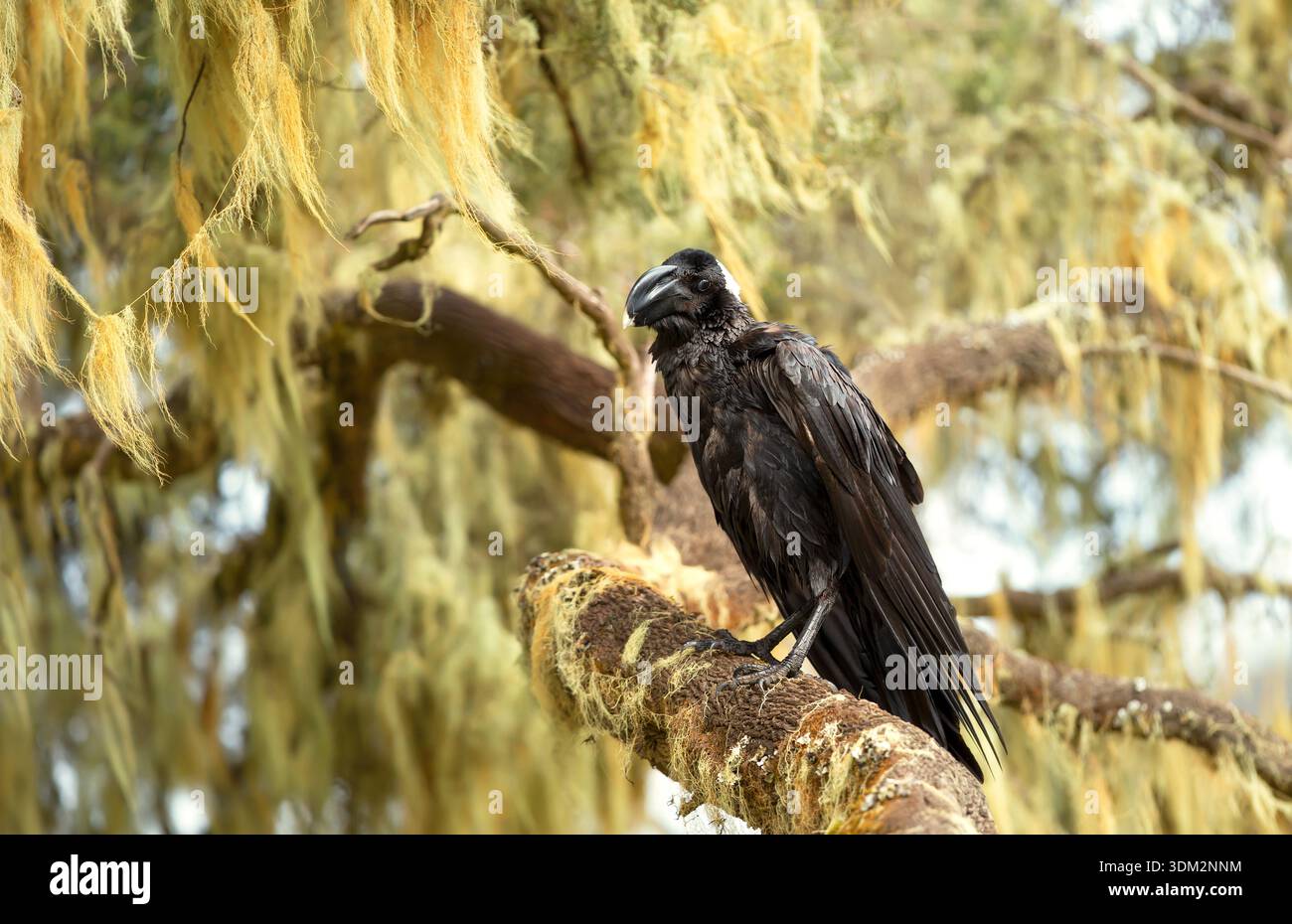 Corvo a becco grosso (Corvus crassirostris) con un bancone massiccio e distintivo è appollaiato su un ramo coperto di licheni nell'habitat naturale dell'Etiopi Foto Stock