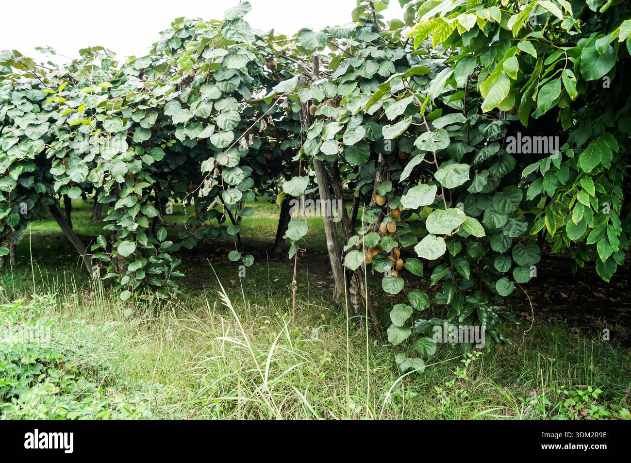 Kiwi coltivati a vite nella zona agricola di Edessa, Grecia. Ambiente agricolo naturale che rappresenta prodotti freschi, coltivazione, cibo sano. Foto Stock