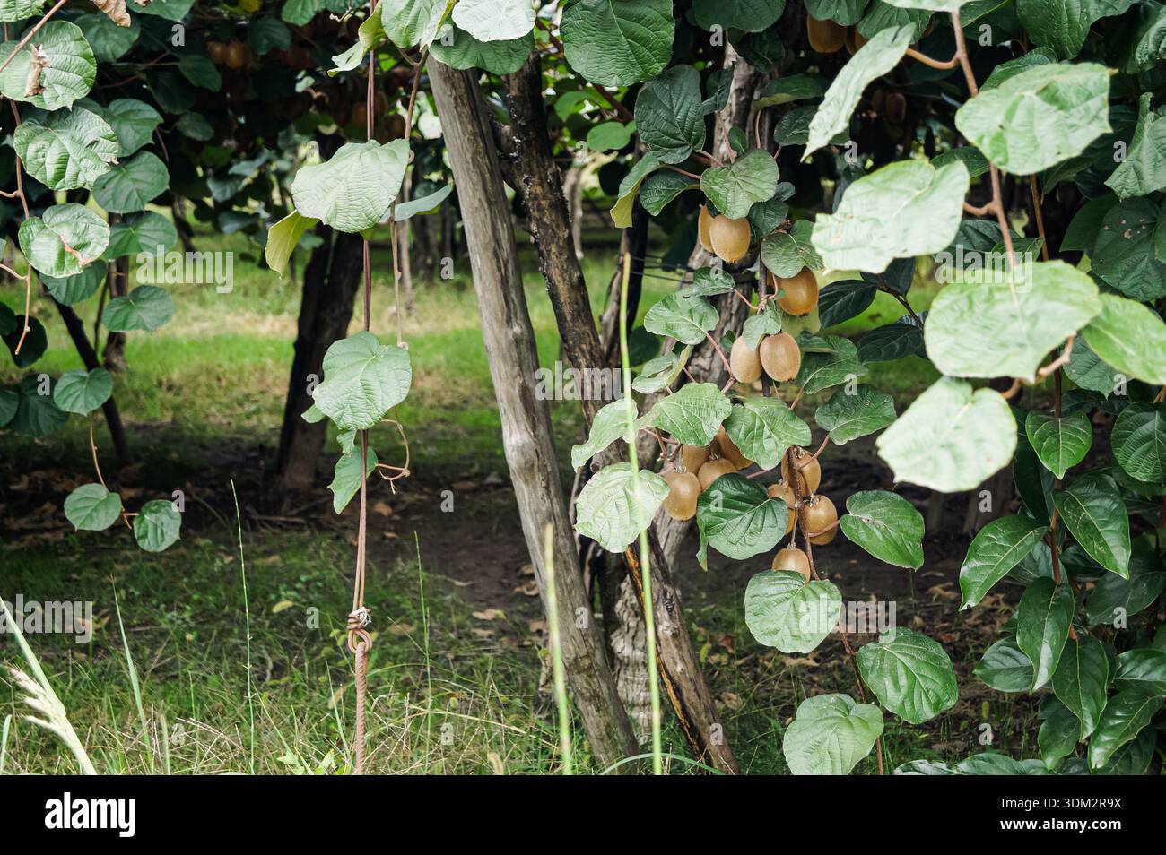Kiwi coltivati a vite nella zona agricola di Edessa, Grecia. Ambiente agricolo naturale che rappresenta prodotti freschi, coltivazione, cibo sano. Foto Stock