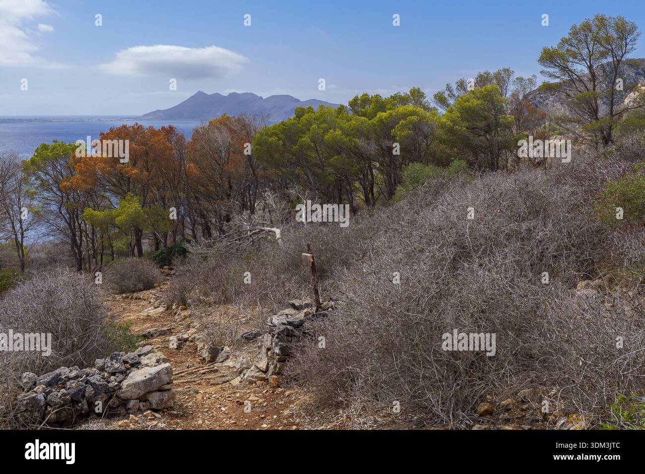 Una vista panoramica che cattura un sentiero escursionistico che si snoda tra alberi mediterranei che mostrano vibranti colori autunnali, con l'aspra e lontana isola di Marett Foto Stock