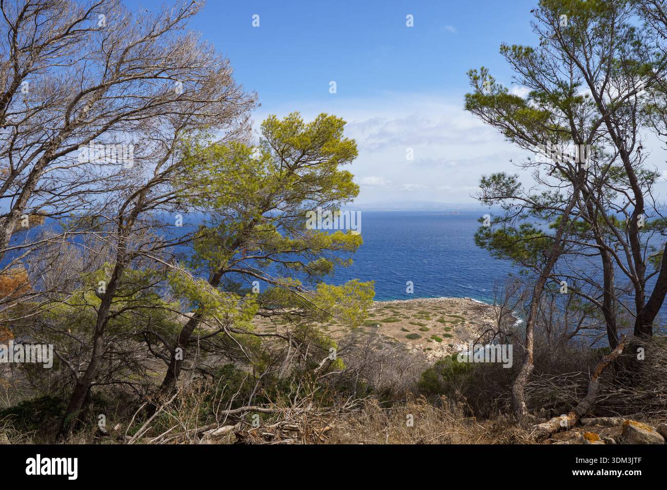 Un'immagine unica e artistica di un tronco di pino ricurvo a forma di U, incorniciando naturalmente tre alti gambi di fiori di Agave morti contro le aspre colline Foto Stock