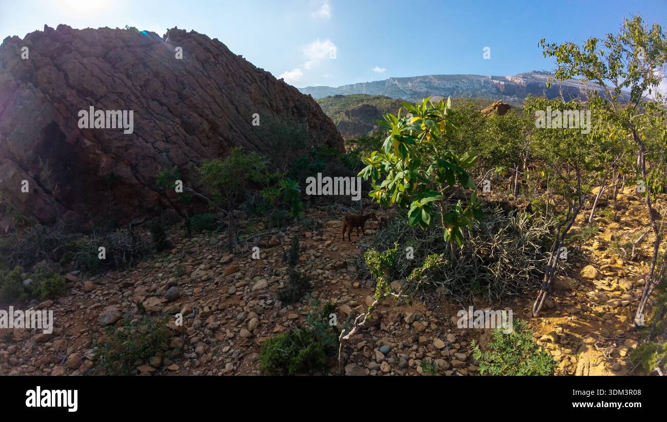 Roccioso pendio arido con massi, arbusti sparsi e capra solitaria che pascolano sotto il cielo blu, aspro paesaggio di montagna sullo sfondo, ampia vista panoramica. S Foto Stock