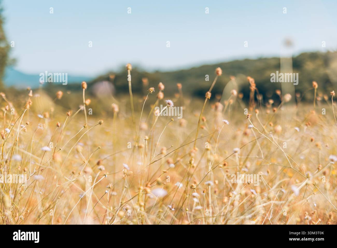 Prato estivo di erba asciutta in primavera primo piano natura artistica luce soffusa spazio minimo di copia sullo sfondo naturale Foto Stock