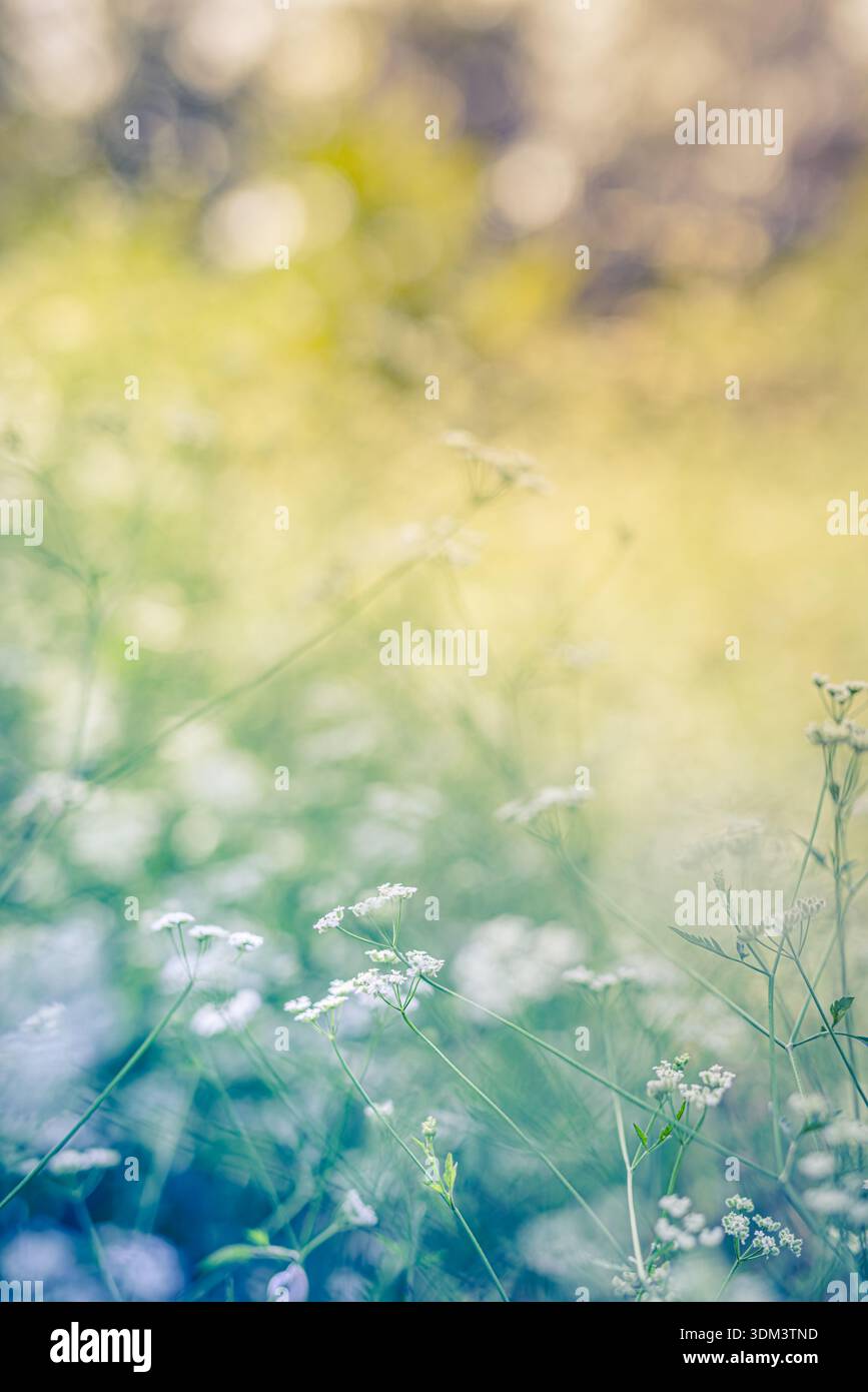 Prato bianco floreale, foschia astratta da sogno primo piano della natura, morbido sfondo bokeh di fiori selvatici mozzafiato, luminoso scenario botanico estivo Foto Stock