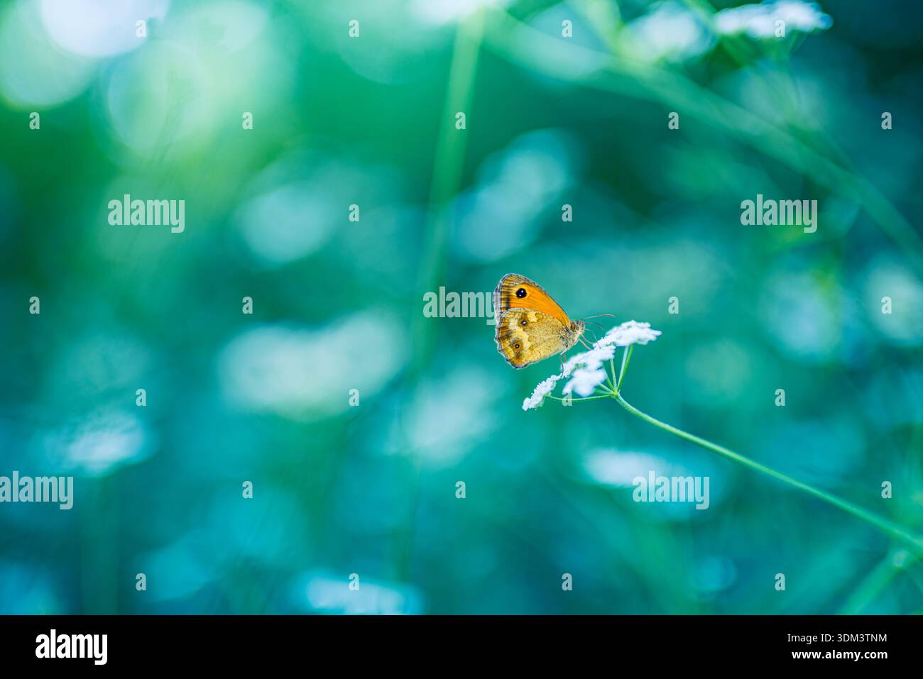 Farfalla arancione che riposa nel verde pastello del prato blu, ravvicinamento mozzafiato della natura selvaggia estiva, sfondo floreale bokeh da sogno, vista mozzafiato Foto Stock