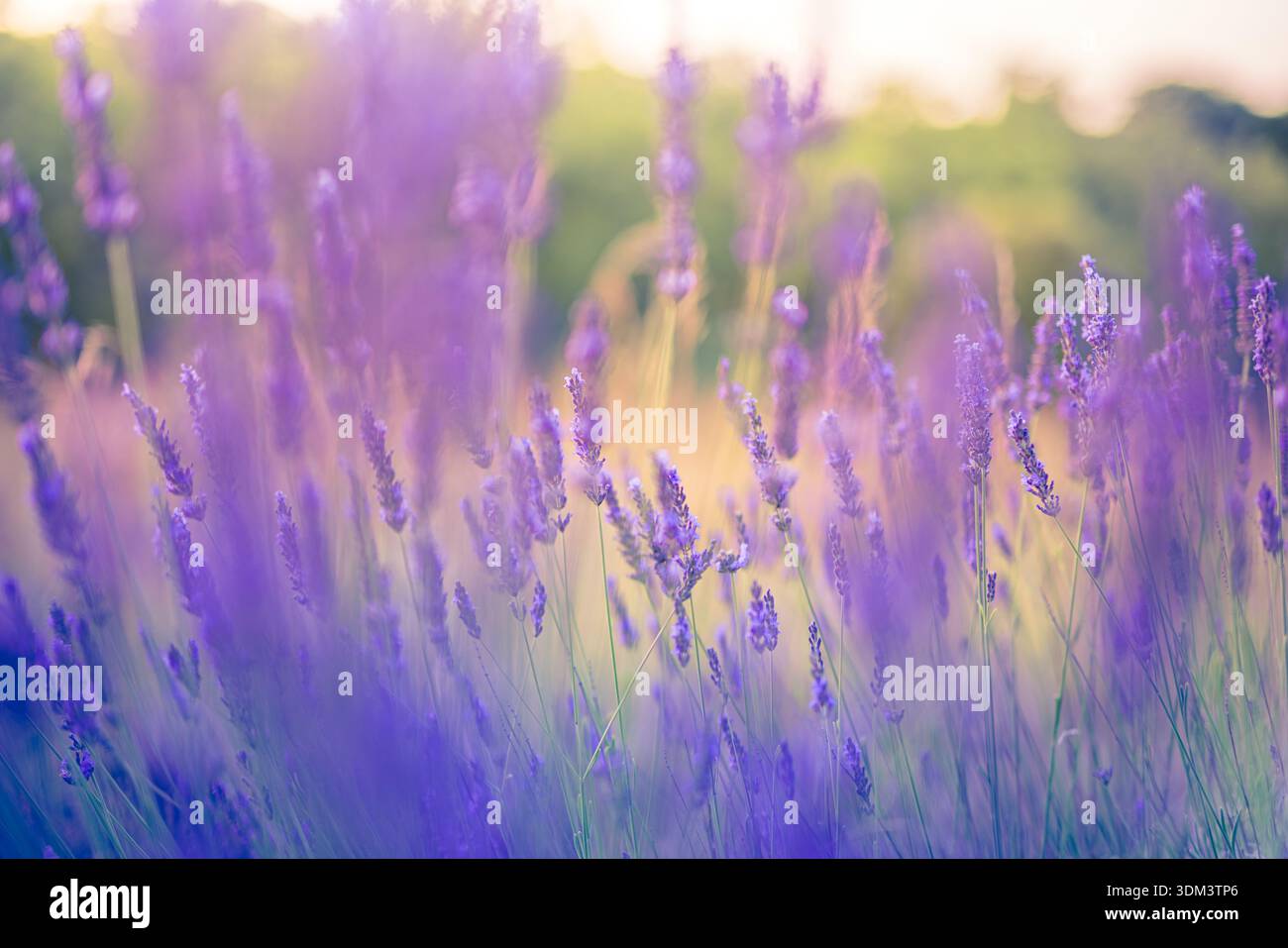 Primo piano di fiori astratti di lavanda, sfondo floreale estivo in fiore, natura botanica viola mozzafiato, luce soffusa da sogno, splendidi giardini macro Foto Stock