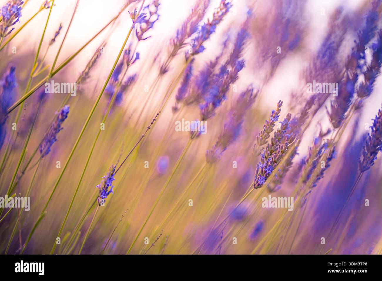 Maestosi fiori astratti di lavanda fioriscono campo prato viola estate primavera natura paesaggio tramonto morbido bokeh luce sfondo artistico giardino floreale Foto Stock