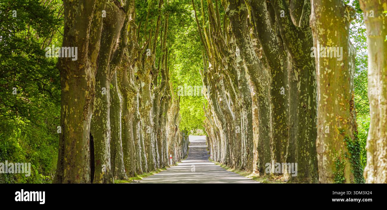 Vicoli di alberi verdi, percorso naturalistico mozzafiato, paesaggio tranquillo, sfondo panoramico all'aperto Foto Stock