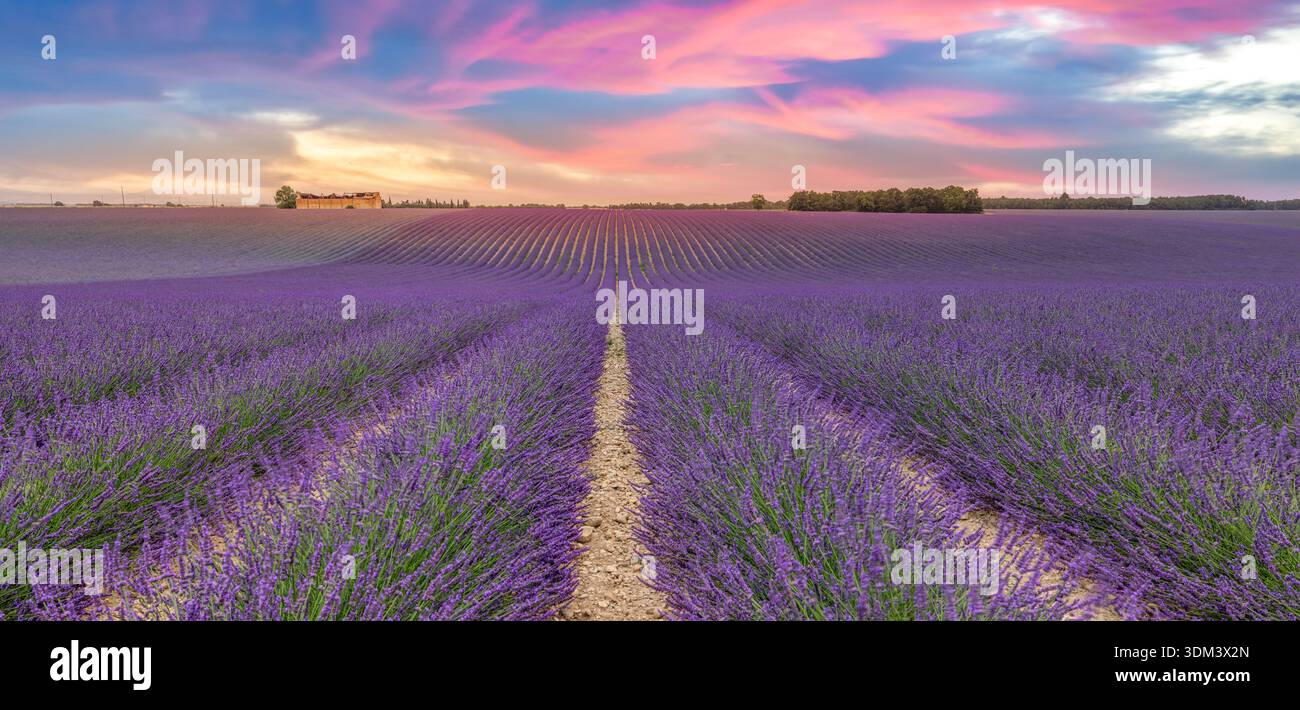 Il panorama estivo mozzafiato dei fiori di lavanda in fiore immerge il cielo da sogno del tramonto in una serena tranquillità Foto Stock