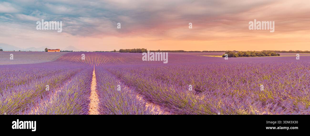 Splendidi fiori di lavanda paesaggio al tramonto natura radiosa vista panoramica sullo sfondo del viaggio Foto Stock