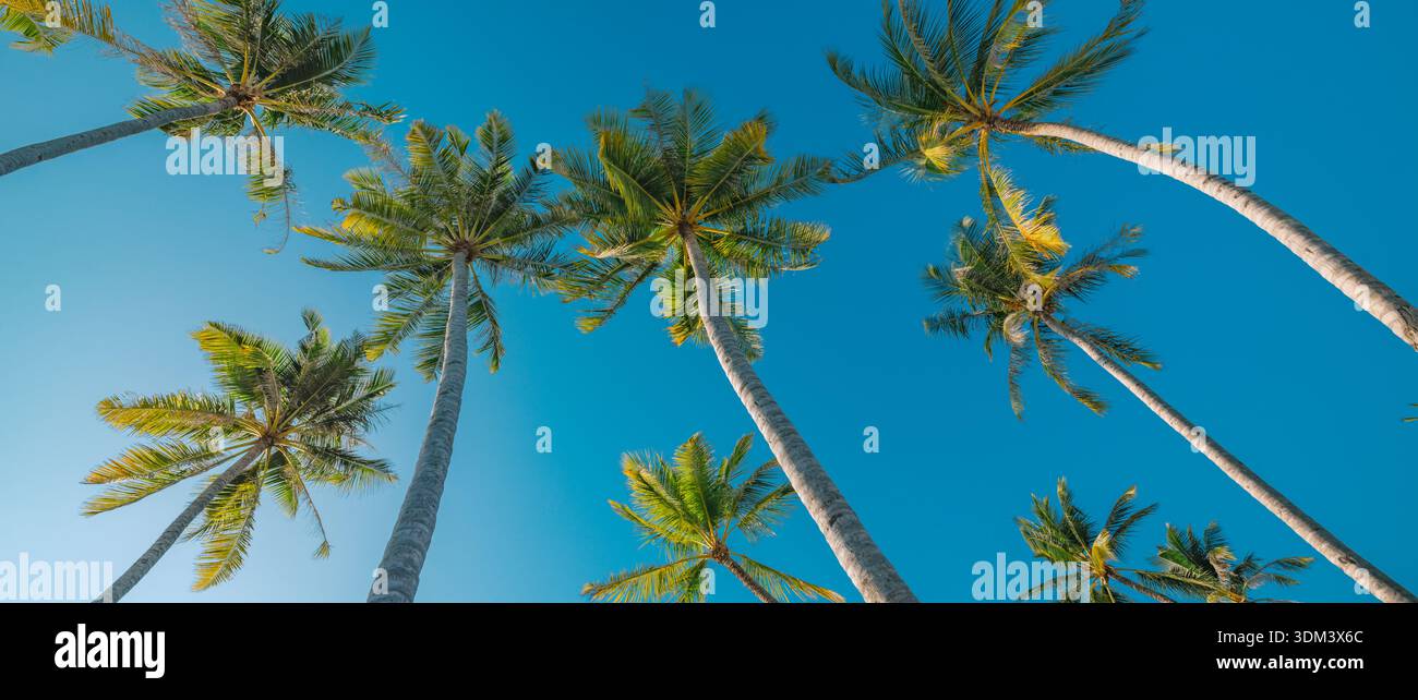 Palme cielo blu sfondo tropicale paesaggio isola vacanze estive resort Maldive blu salute nuvola ballerino 2026 luce del sole Foto Stock