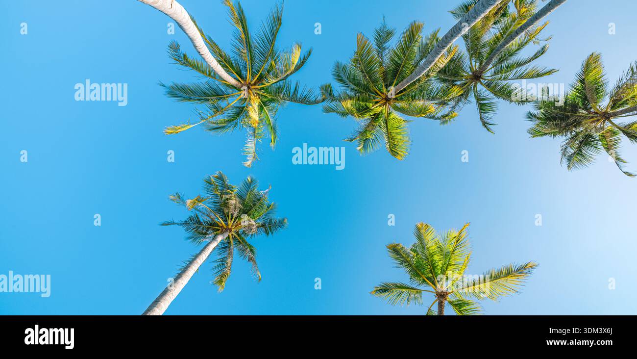 Palme cielo blu sfondo tropicale paesaggio isola vacanze estive resort Maldive blu salute nuvola ballerino 2026 luce del sole Foto Stock