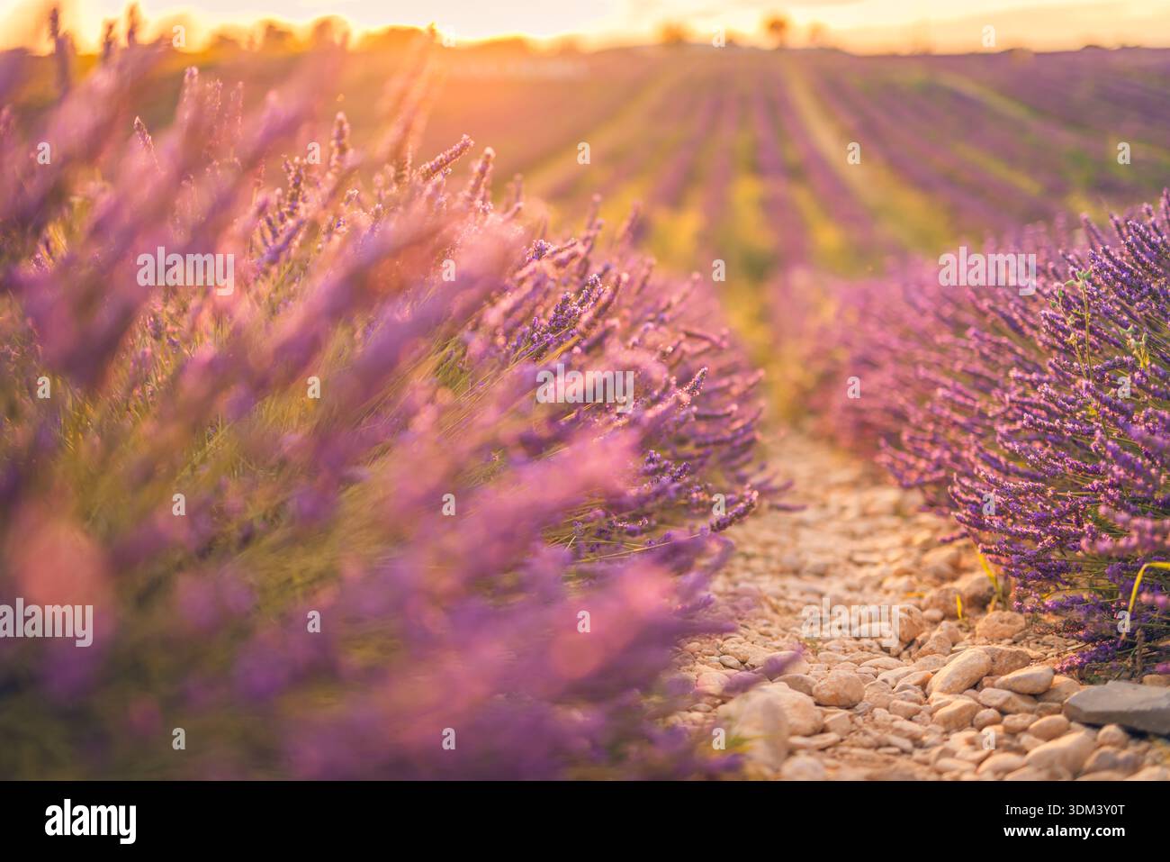 Il primo piano dei fiori di lavanda sogna i magici raggi del sole del tramonto Provenza Francia nuvola danzatrice tendenza colore 2026 sfondo naturale estivo Foto Stock