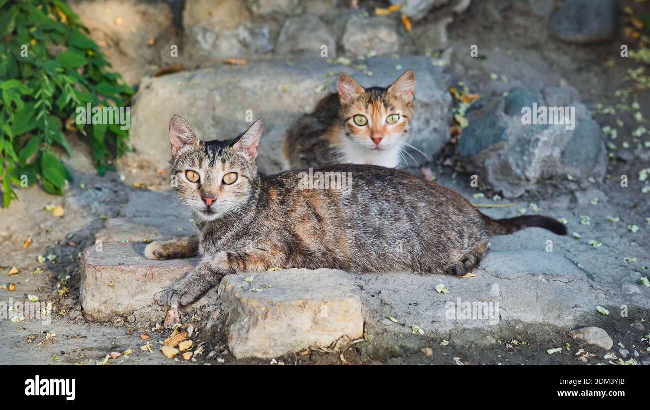 Coppia di gatti randagi appoggiati sul marciapiede che guardano la fotocamera all'aperto Foto Stock