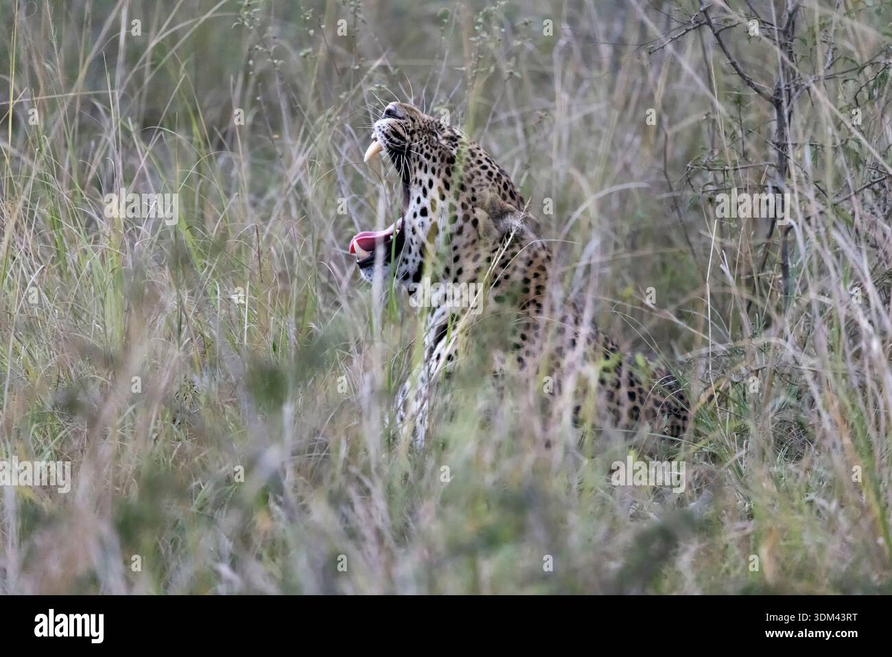 Il leopardo a bocca aperta mostra mascelle affilate Foto Stock