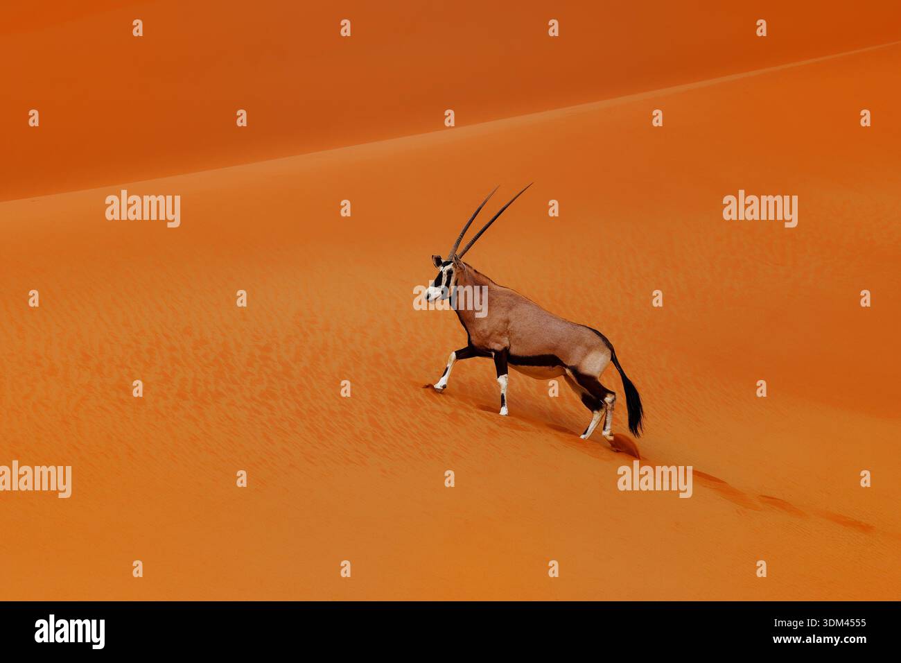 Gemsbok o orice sudafricano - la gazella Oryx cammina sulle dune rosse, grande antilope endemica delle regioni aride del Botswana, della Namibia, del Sudafrica e dello Zimbabwe Foto Stock