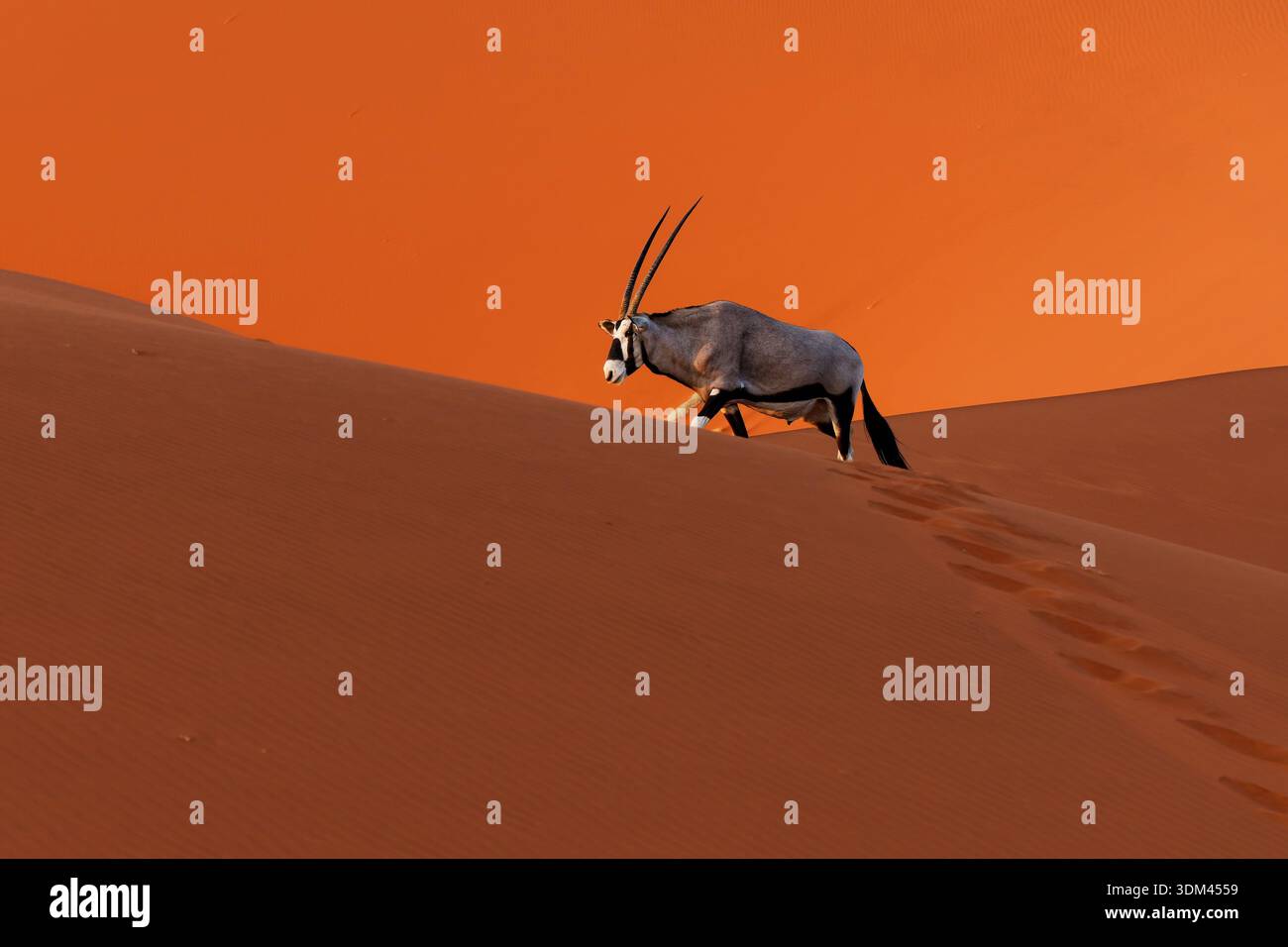 Gemsbok o orice sudafricano - gazella orice, grande antilope endemica delle regioni secche del Botswana, della Namibia, del Sudafrica e dello Zimbabwe, principalmente del Kalaha Foto Stock