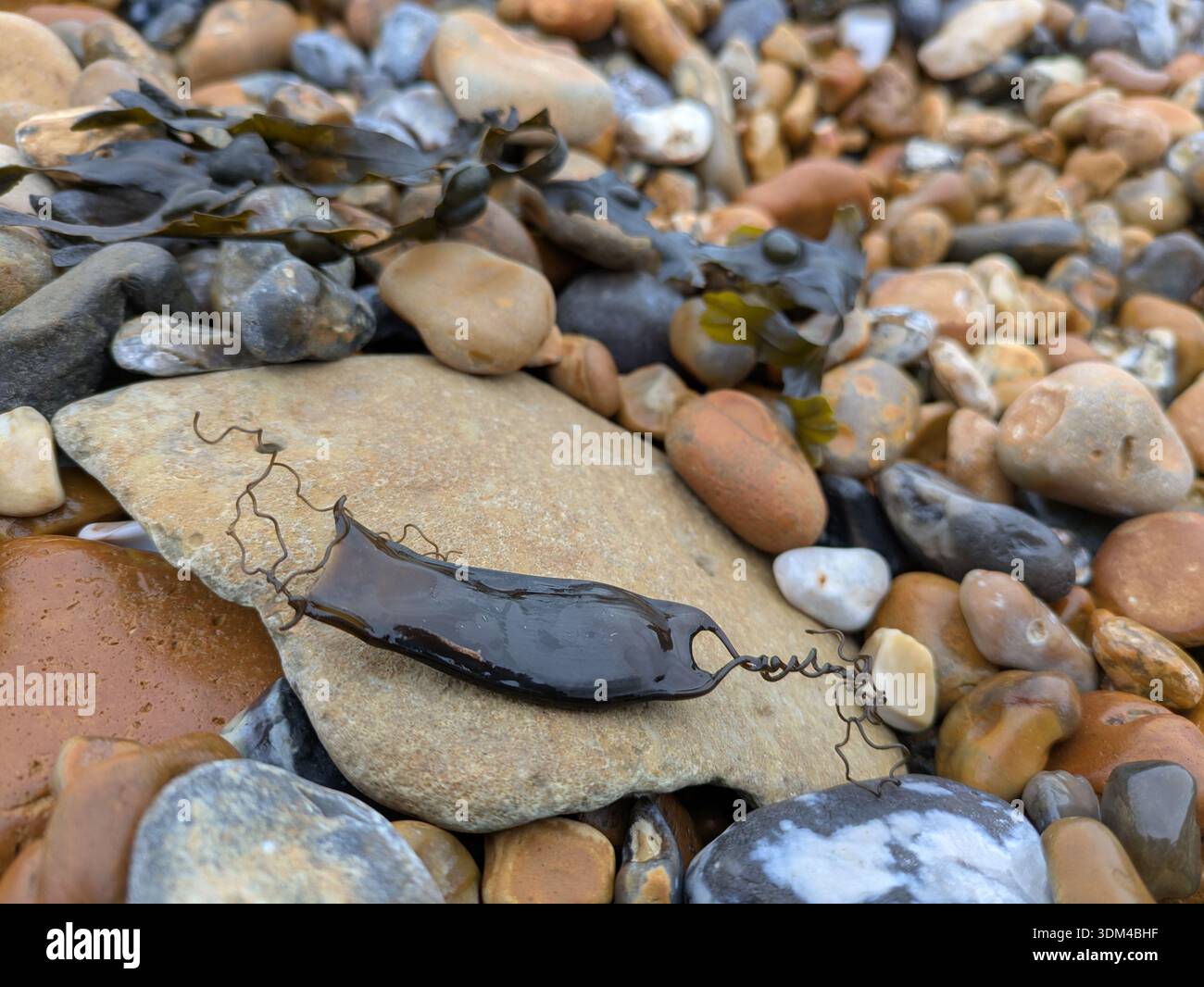 Piccolo involucro di uovo di squalo maculato (Scyliorhinus canicula), noto anche come borsone di sirena, sulla linea di confine a St Leonards-on-Sea, East Sussex Foto Stock