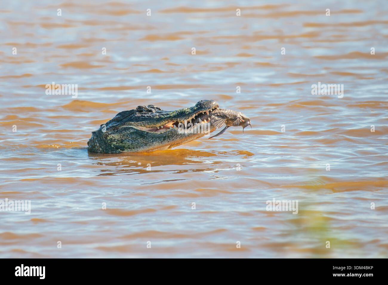 Un alligatore americano con la testa fuori dall'acqua e la bocca aperta e con un pesce in bocca Foto Stock