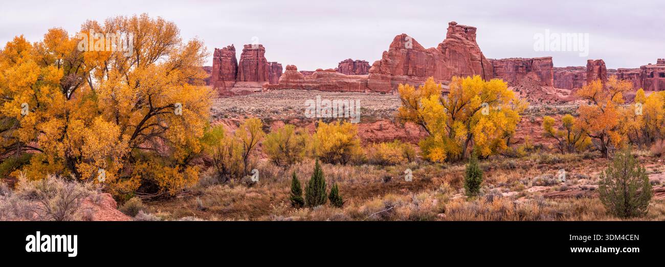 Alberi di Cottonwood di colore dorato autunnale lungo il Courthouse Wash nell'Arches National Park, Utah. Foto Stock