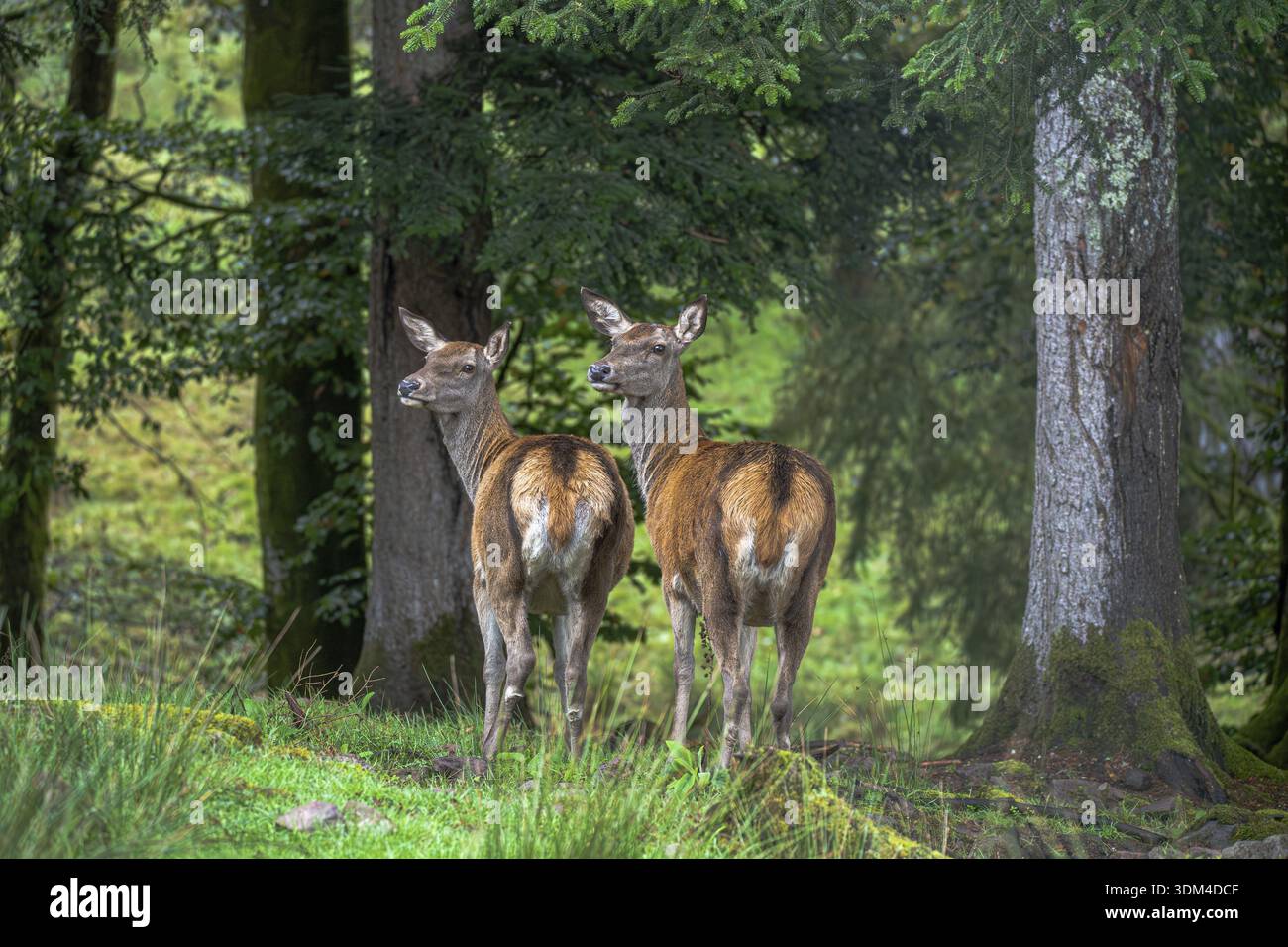 Cervo rosso (Cervus elaphus), due femmine in una radura forestale, Baden-Wuerttemberg, Germania Foto Stock