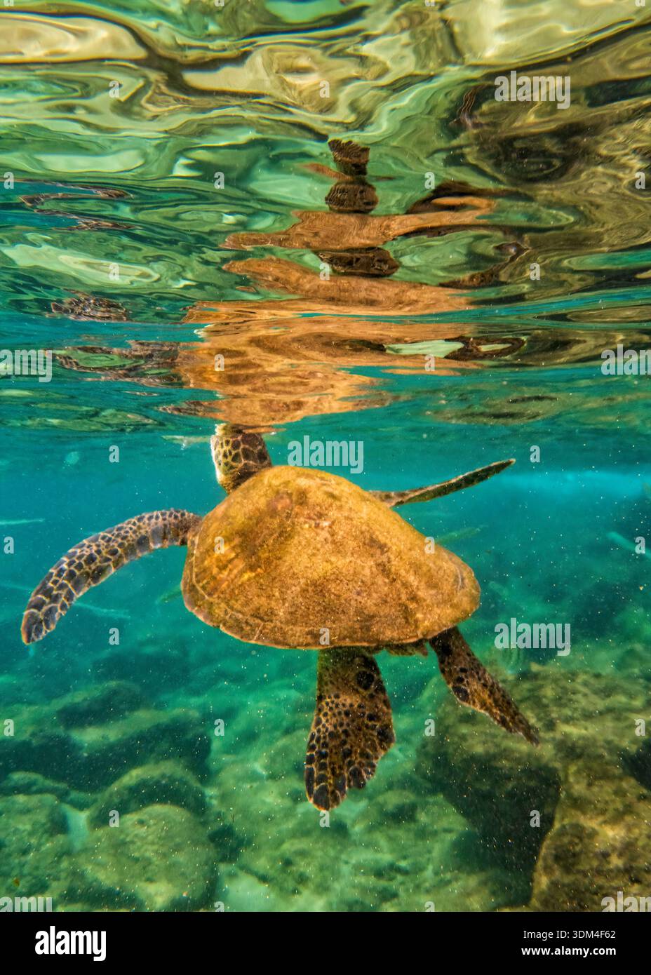 Una tartaruga del Mar Verde si muove per l'aria, riflessa dallo strato d'acqua superiore al largo di Black Rock Beach a West Maui, Hawaii. Foto Stock