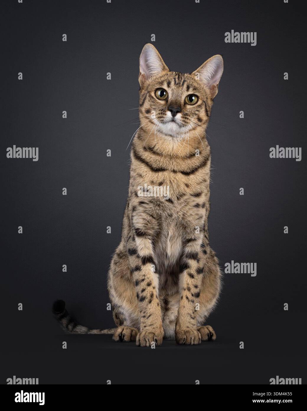 Bellissimo gatto F7 Savannah, seduto di fronte. Guardare con attenzione verso la fotocamera. Isolato su sfondo nero. Foto Stock