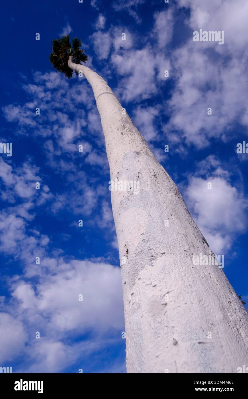 Palma dipinta su Sunset Boulevard, Los Angeles, California, Stati Uniti d'America Foto Stock