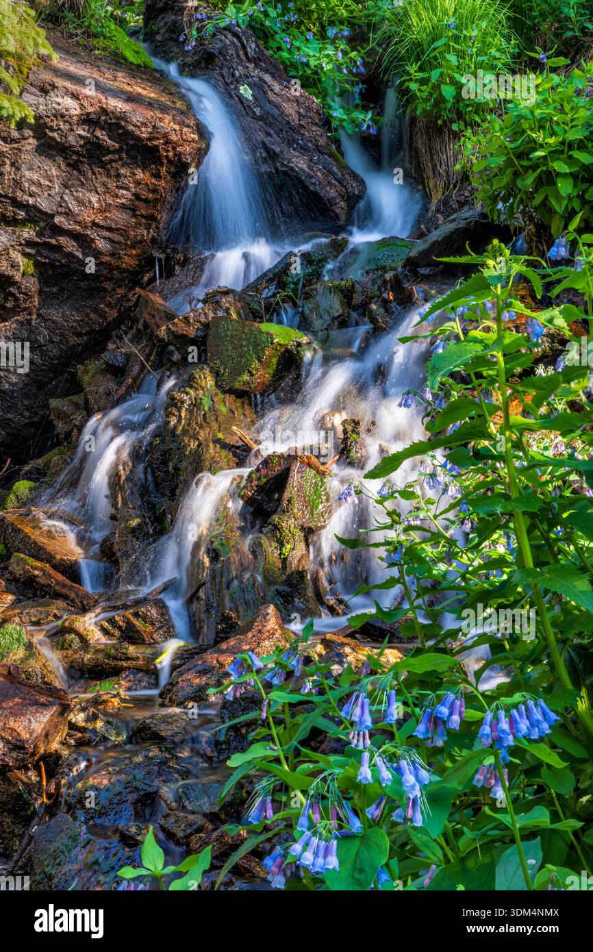 I monti Bluebells sono una linea di Tyndall Creek sotto Emerald Lake nel Rocky Mountain National Park, Estes Park, Colorado. Foto Stock