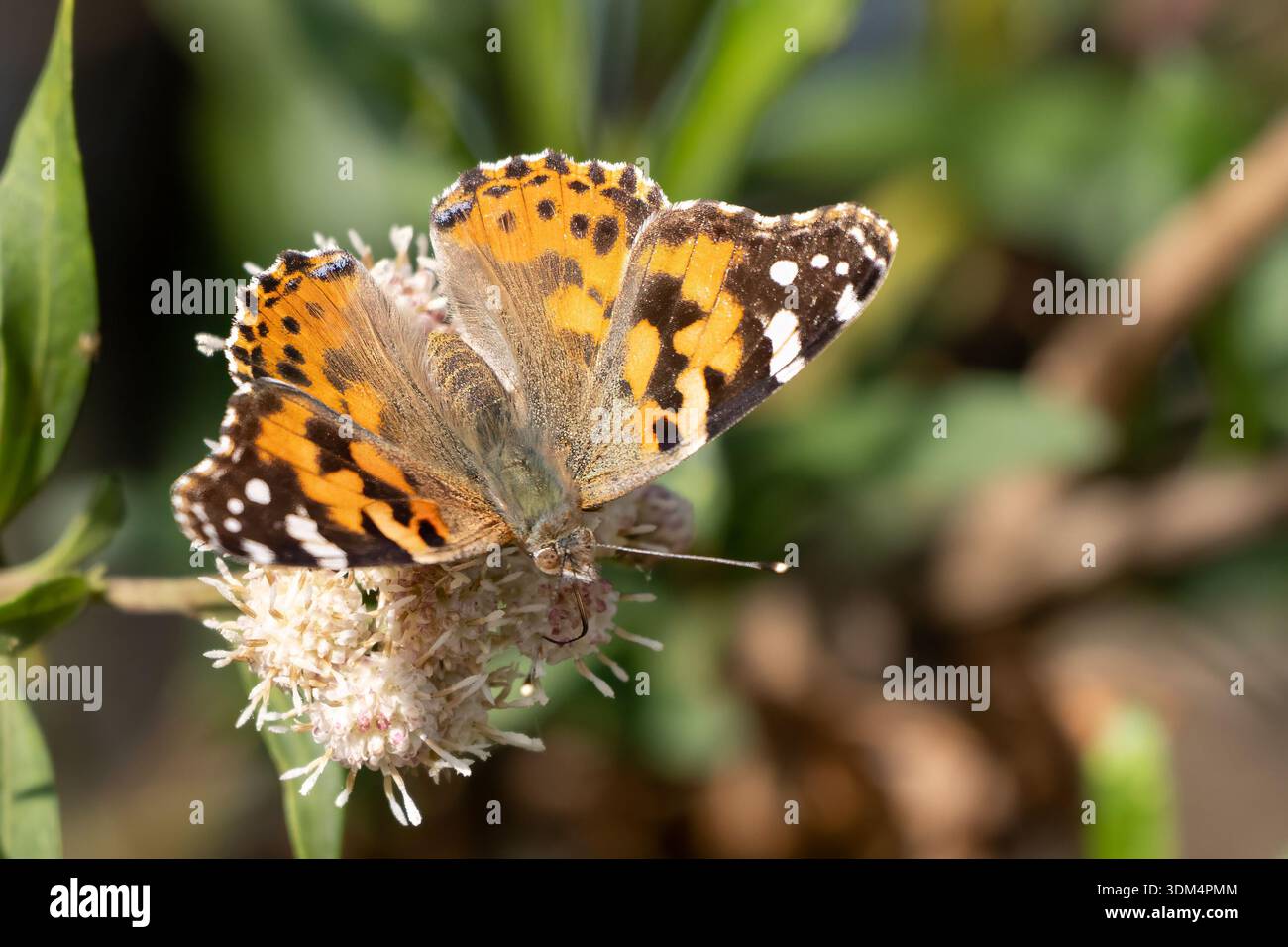 Farfalla femminile colorata con ali affaticate che usiscono la lingua per estrarre il polline dal fiore selvatico. Foto Stock