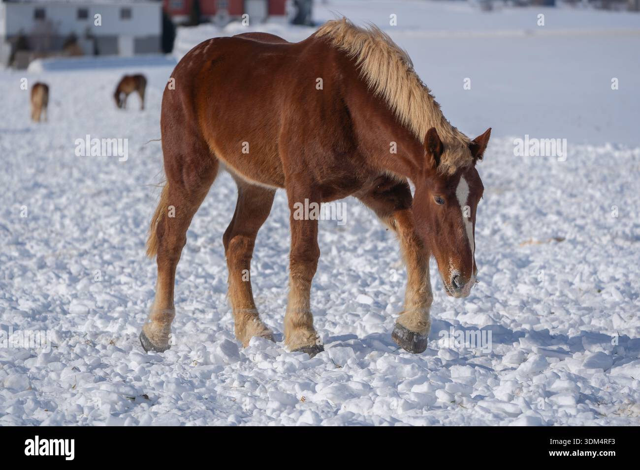 Il cavallo da tiro usa il suo zoccolo per scavare nella neve nel campo agricolo della Pennsylvania rurale. Foto Stock