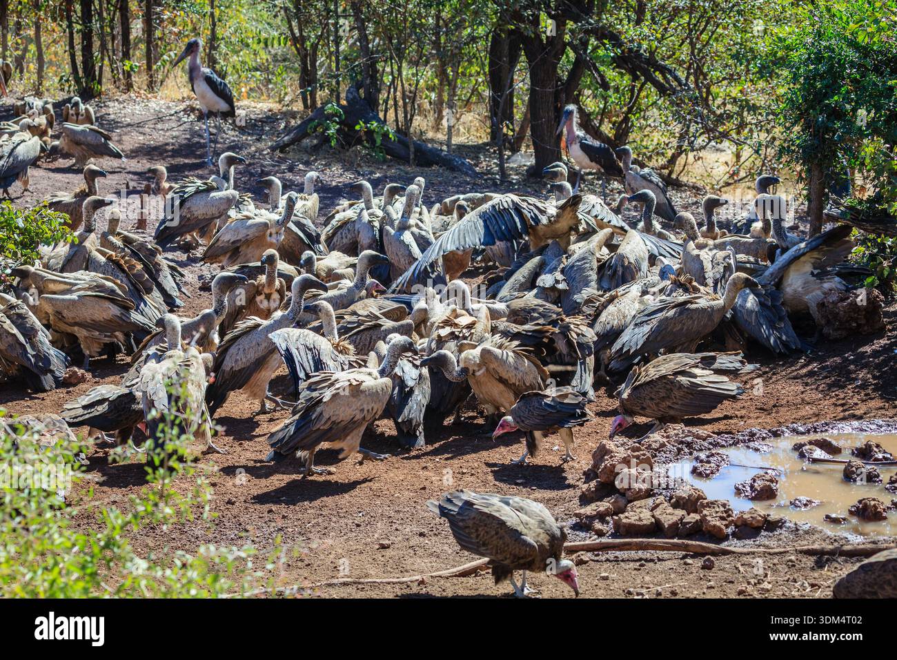 Alimentazione degli avvoltoi nelle Cascate Vittoria in Zimbabwe Foto Stock