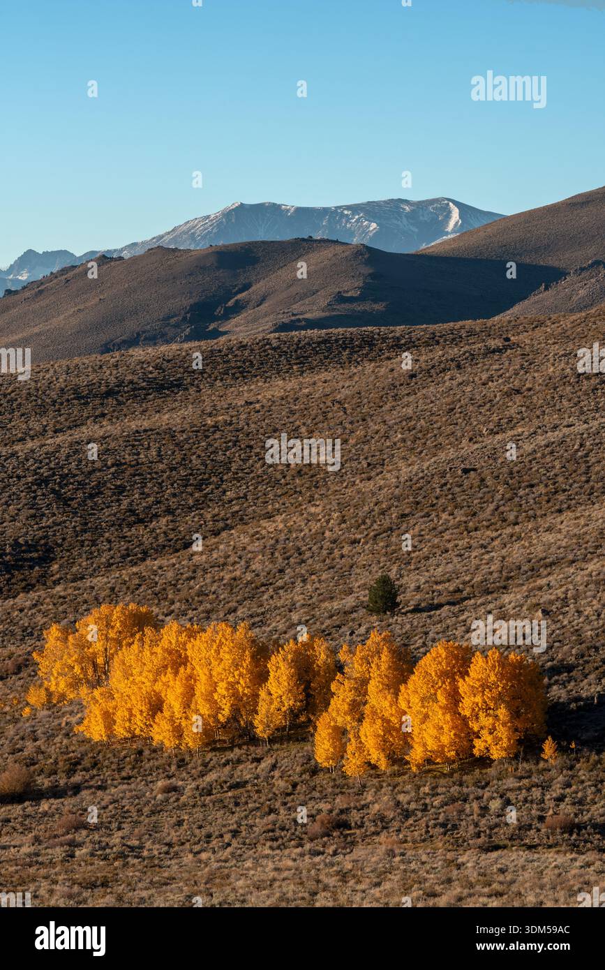 Aspen boschetto di colore autunnale e Sierra Nevada Range, Mono County, California, Stati Uniti. Foto Stock