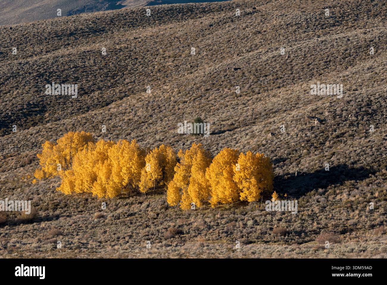 Aspen Grove in colore autunnale, Mono County, California, Stati Uniti. Foto Stock