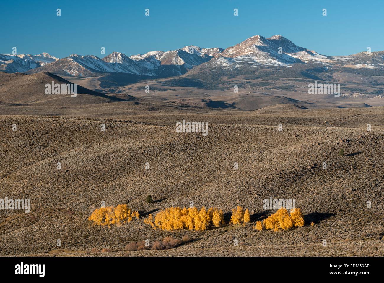 Aspen boschetto di colore autunnale e Sierra Nevada Range, Mono County, California, Stati Uniti. Foto Stock