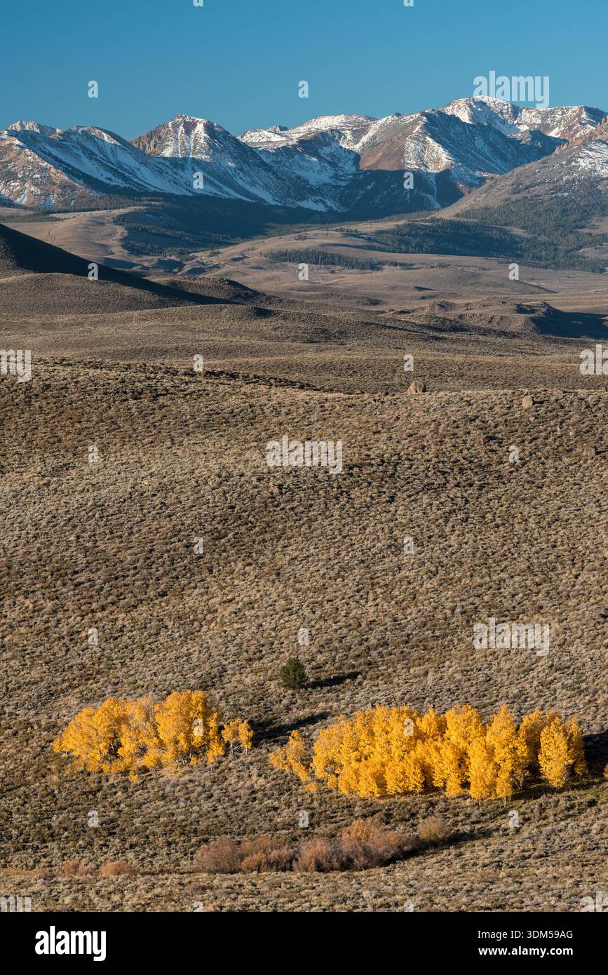 Aspen boschetto di colore autunnale e Sierra Nevada Range, Mono County, California, Stati Uniti. Foto Stock