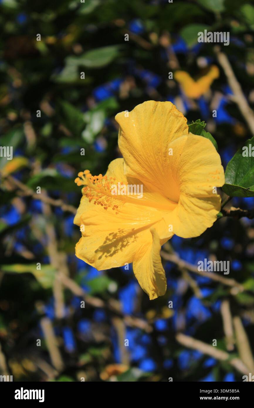 Bunga kembang sepatu kuning Foto Stock