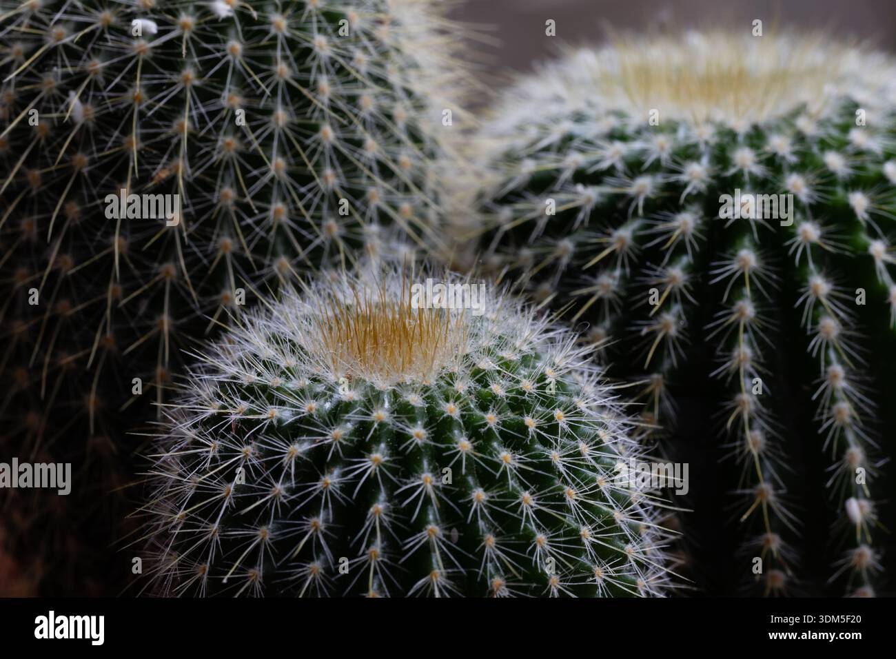 dettaglio di uno stelo di cactus coltivato in una pentola Foto Stock
