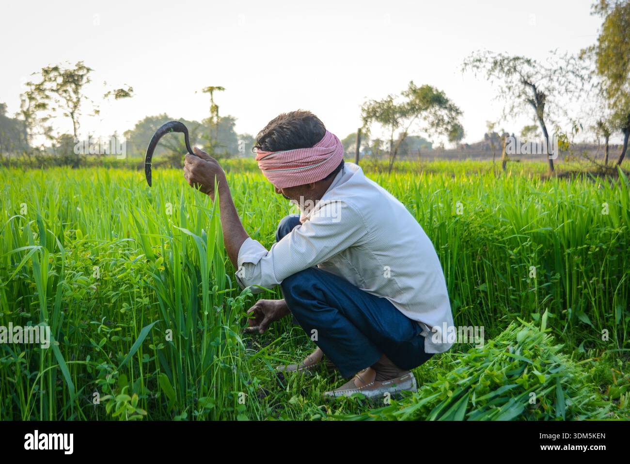 Coltivatore indiano che taglia erba nel lussureggiante Green Field Foto Stock