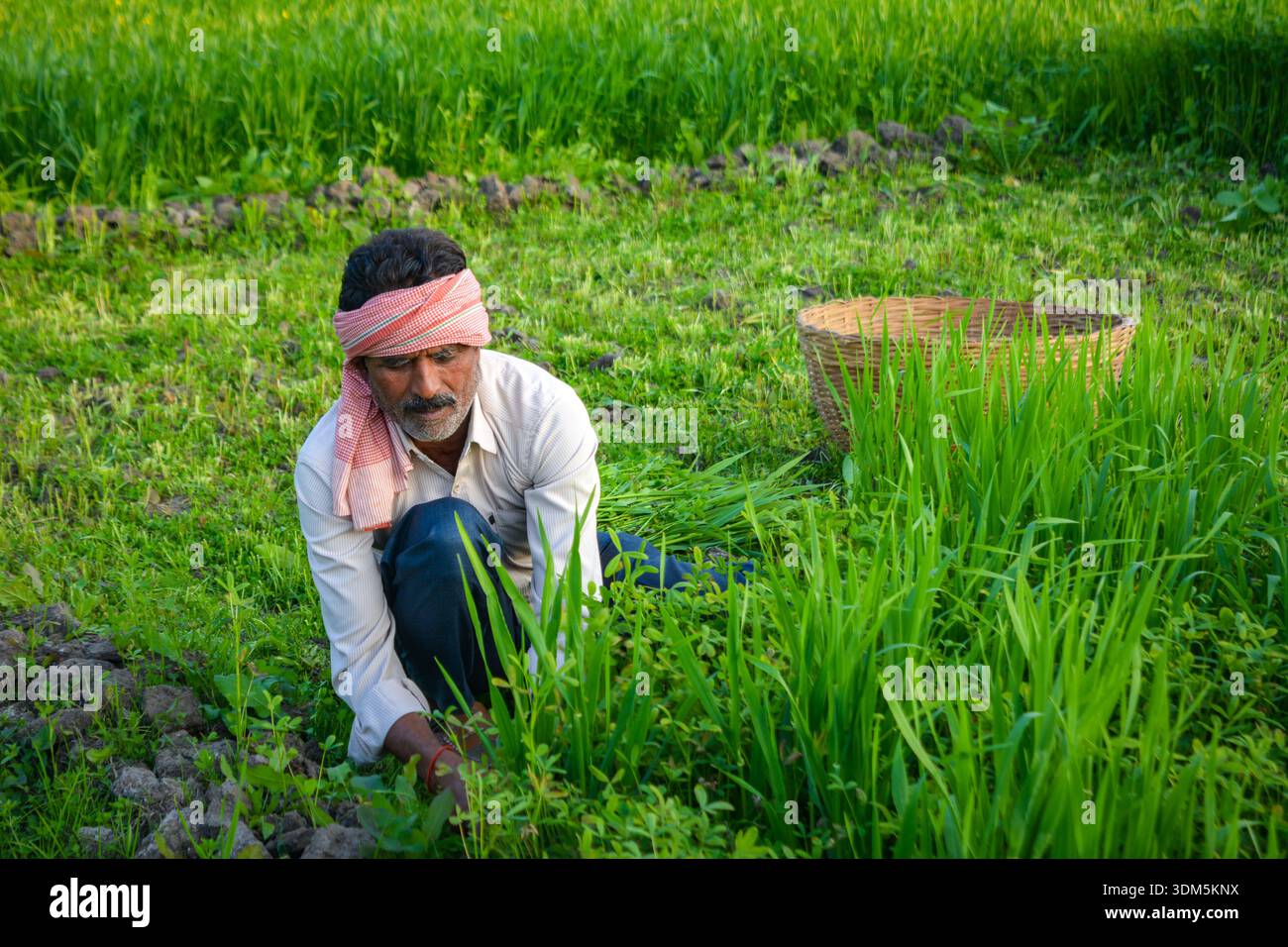 Coltivatore indiano che taglia erba nel lussureggiante Green Field Foto Stock