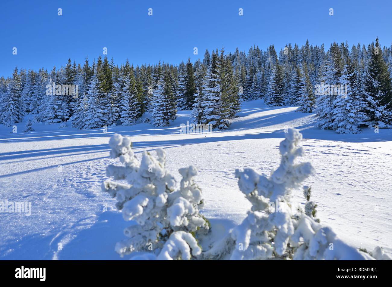 I pini innevati definiscono una foresta invernale incontaminata sotto un cielo azzurro Foto Stock