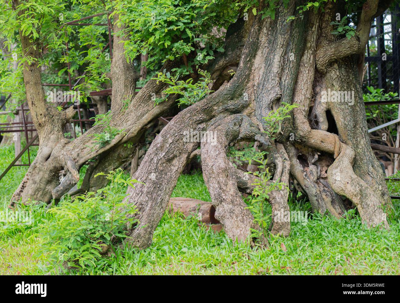 La base di un albero tropicale con grandi radici nel grande giardino, il parco della Thailandia. Vista della radice dell'albero. Foto Stock