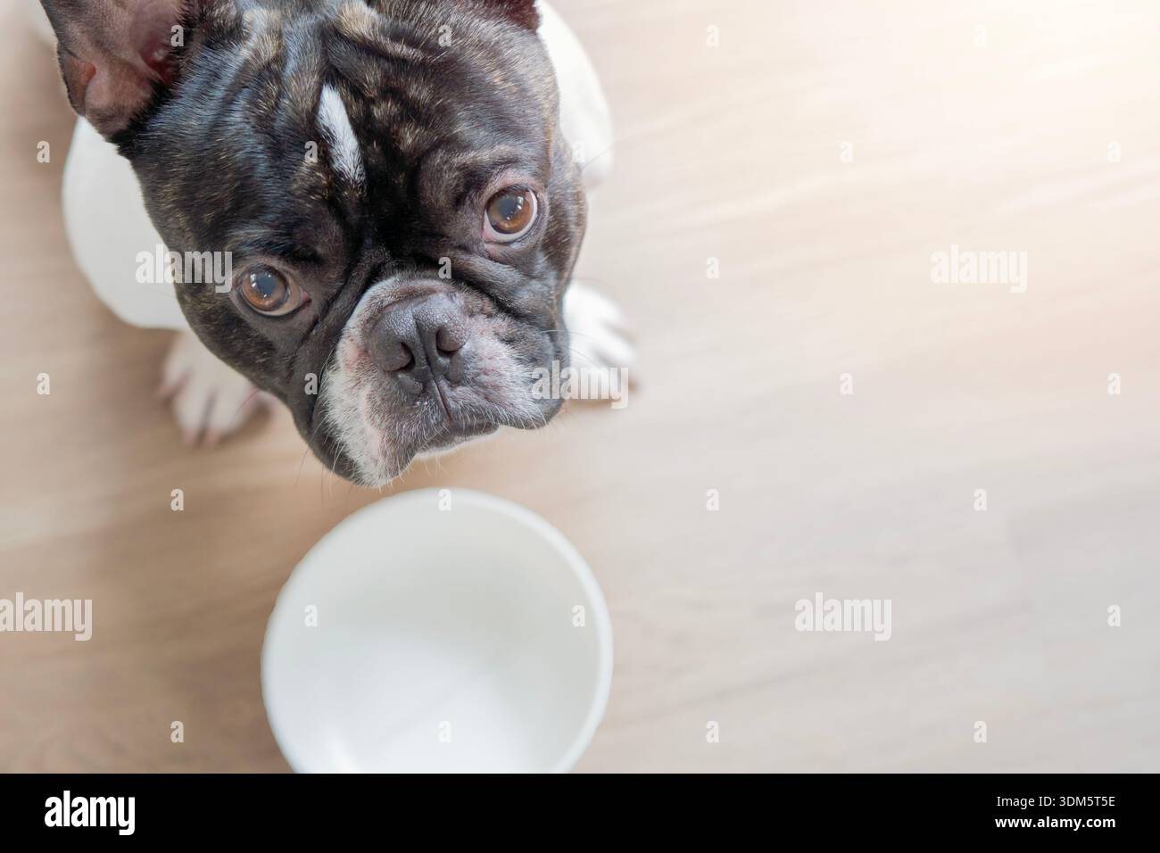 Un bulldog francese bianco e nero è seduto sul pavimento, accanto a una ciotola vuota. Il cane sta aspettando di nutrirsi. Vista dall'alto. Messa a fuoco selettiva. Foto Stock